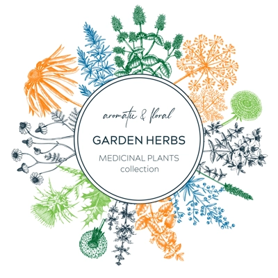Vintage herb card or invitation. Aromatic plants botanical design. Herbal tea ingredients. Hand drawn medicinal herbs for cosmetics, perfumery, herbal medicine. Floral wreath